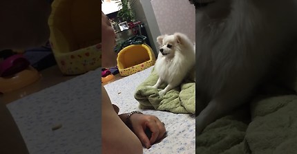 아버지는 강아지가 싫다고 하셨어 | 인스티즈