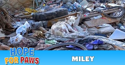 [감동] 친구가된 쓰레기장위의 백구와 하수구속의 작은강아지의 감동실화 | 인스티즈