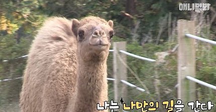 애니멀봐 역대급 낙타 사랑이ㅋㅋㄲㅋㄱㄱㅋㄱ | 인스티즈