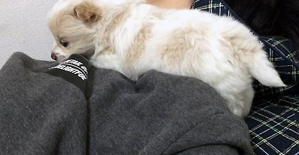 아빠 추울까봐 목도리로 변신하는 강아지 | 인스티즈