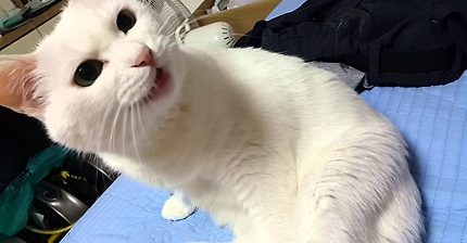 계속 말대꾸하는 고양이 | 인스티즈