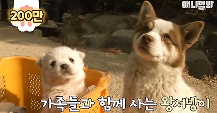 유기견인 친구의 새끼를 물고 와서 대신 키워주는 왕서방 | 인스티즈
