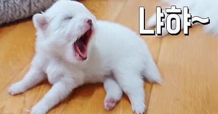 부스러기 포메의 위험성 | 인스티즈