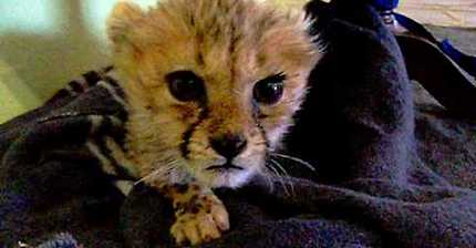 치타 뽀시래기의 울음소리 | 인스티즈