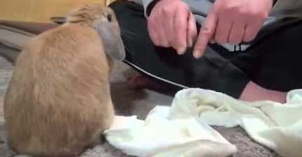 쓰다듬어 달라고 보채는 토끼 | 인스티즈