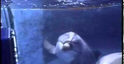 돌고래가 인간에게 전한 메세지 | 인스티즈