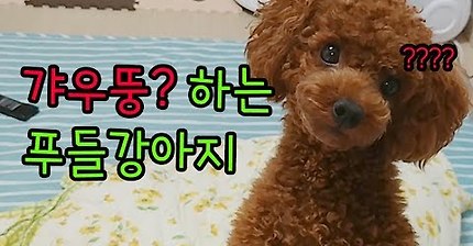 다들,,마음속에,,댕댕이 하나쯤은,,품고있잖아,,? 반려견 유튜브 추천 | 인스티즈