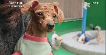 EBS 강아지 공장을 아시나요? / 강아지 공장에 갑니다 | 인스티즈