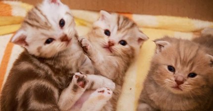 아기 고양이 하악하악 | 인스티즈