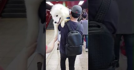 짱귀탱 사모예드 | 인스티즈