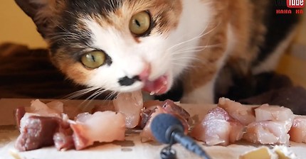 삼색냥이의 asmr 뺨치는 방어회 먹방 | 인스티즈