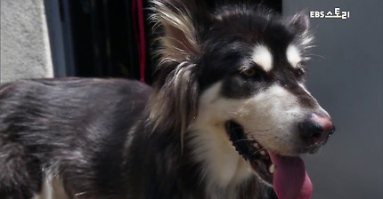 강형욱이 말하는 강아지의 서열 | 인스티즈