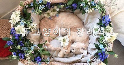내 고양이의 장례식(슬픔주의) | 인스티즈