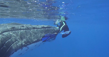 Whale Protects Diver From Nearby Shark