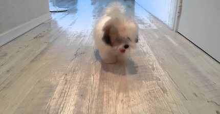 극한의 귀여움을 볼수있는 BJ대도서관과 반려견 단추의 술래잡기놀이 | 인스티즈