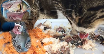 고양이의 붕어먹방