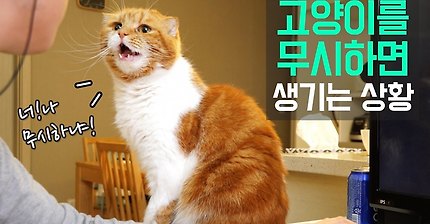 고양이 말을 무시하면 생기는 상황 | 인스티즈