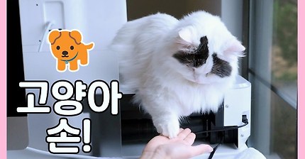 쵸비 손! 손 하는 고양이 | 인스티즈