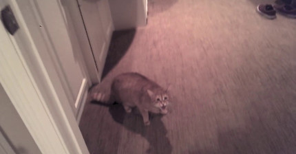 조옹나 빡친 애옹 | 인스티즈