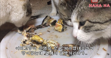 고양이의 장어먹방(feat.천하,태평)