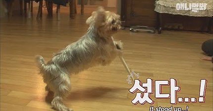 효자손을 지팡이 삼아 걷는 심봉사견 발견!! | 인스티즈