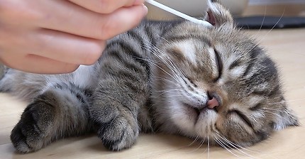 짱덕사하는 아기 고양이 귀 청소 시간 | 인스티즈