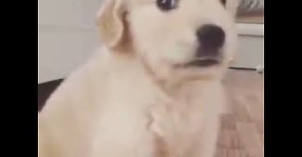 말대꾸하는 리트리버 | 인스티즈