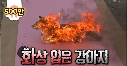[동물농장X애니멀봐] 온몸에 화상을 입은 개 살아있는 강아지한테 불을 붙인 악마 | 인스티즈