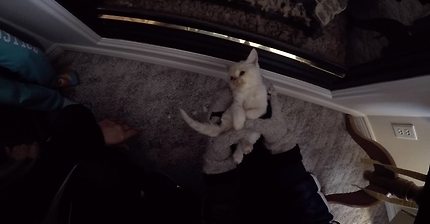 얼어서 죽어가는 아기고양이를 살린 가족 | 인스티즈