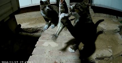 고양이 배스먹방.avi | 인스티즈