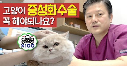 고양이 중성화 수술을 꼭 해야되나요? | 인스티즈