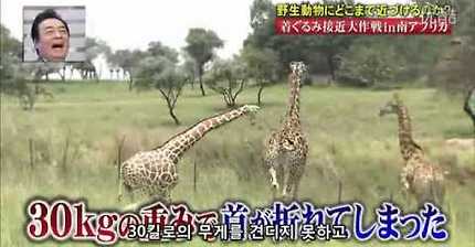 기린분장을 하고 기린에게 접근을 해보았다 | 인스티즈