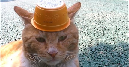 머리에 밥그릇 올리면 사람처럼 한숨쉬는 고양이(feat. 관찰남) | 인스티즈