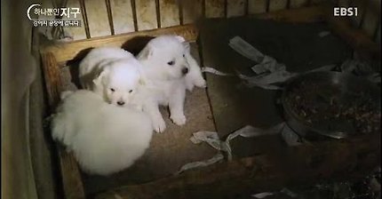 EBS 강아지 공장을 아시나요? / 강아지 공장에 갑니다 | 인스티즈