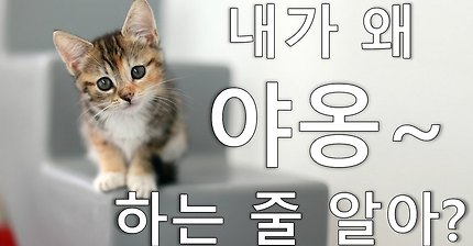 고양이가 "야옹~"하고 우는 이유는?? | 인스티즈
