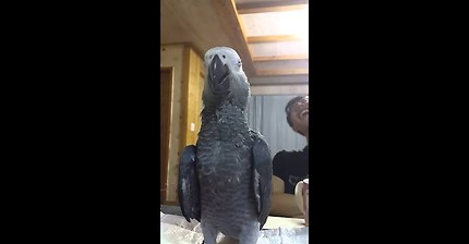 회색앵무 '나는 졸립다' | 인스티즈