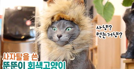 사자탈을 쓴 뚠뚠이! 짱귀탱 회색고양이 (러시안블루) | 인스티즈