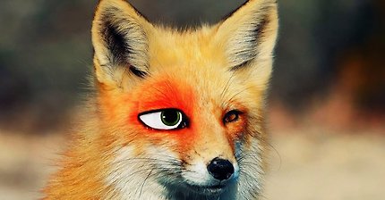 여우로 주토피아 닉 만들기 | 인스티즈