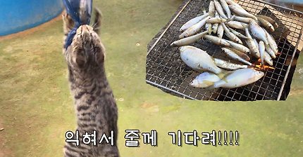 고양이의 잡어 먹방