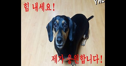 댕댕이 동기부여 영상 | 인스티즈