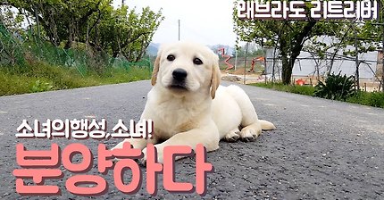 다들,,마음속에,,댕댕이 하나쯤은,,품고있잖아,,? 반려견 유튜브 추천 | 인스티즈