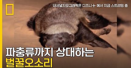 유명한 벌꿀 오소리 영상 | 인스티즈