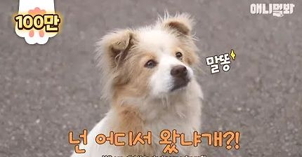 아파트 단지에 사람들 뒤만 졸졸 따라다니는 댕댕이 등장?! 그런데 따라다니는 이유가....