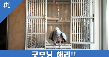 목소리가 너무 예쁜 앵무새 해리의 아무말 대잔치 | 인스티즈