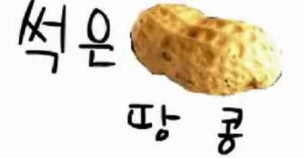 썩던콩이미치코리타우치하빠삐용졸라밟아볼까나썩던콩잊어버릴래이미레토실라졸라살던콩 | 인스티즈