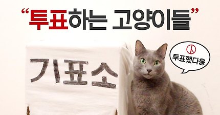 투표하는 고양이들 | 인스티즈