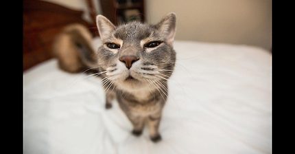 1일1일영상 안하면 세상이 무너지는 고양이영상 | 인스티즈