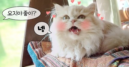 넹! 하고 대답하는 고양이 | 인스티즈