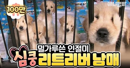 귀여워서 것 같은 인절미들 | 인스티즈