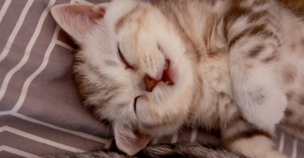 귀엽게 자는 아기 냥이로 힐링(feat. 수리노을네 소울이) | 인스티즈